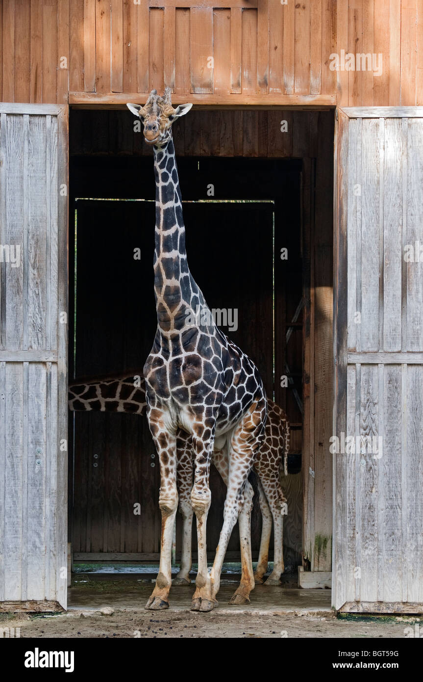 giraffe in barn at Silver Springs Florida Stock Photo