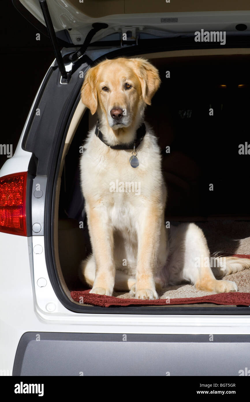 Golden Retriever sits in back of car waiting to go Stock Photo