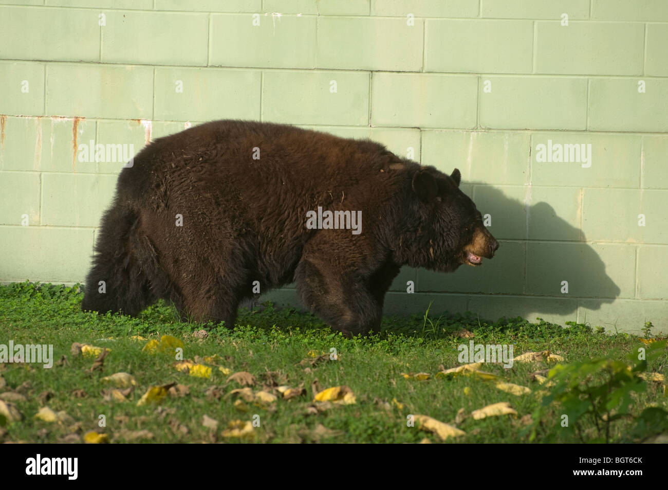 North American Black Bear Ursus Americanus in captivity Silver Springs Florida tourist tourism attraction Stock Photo