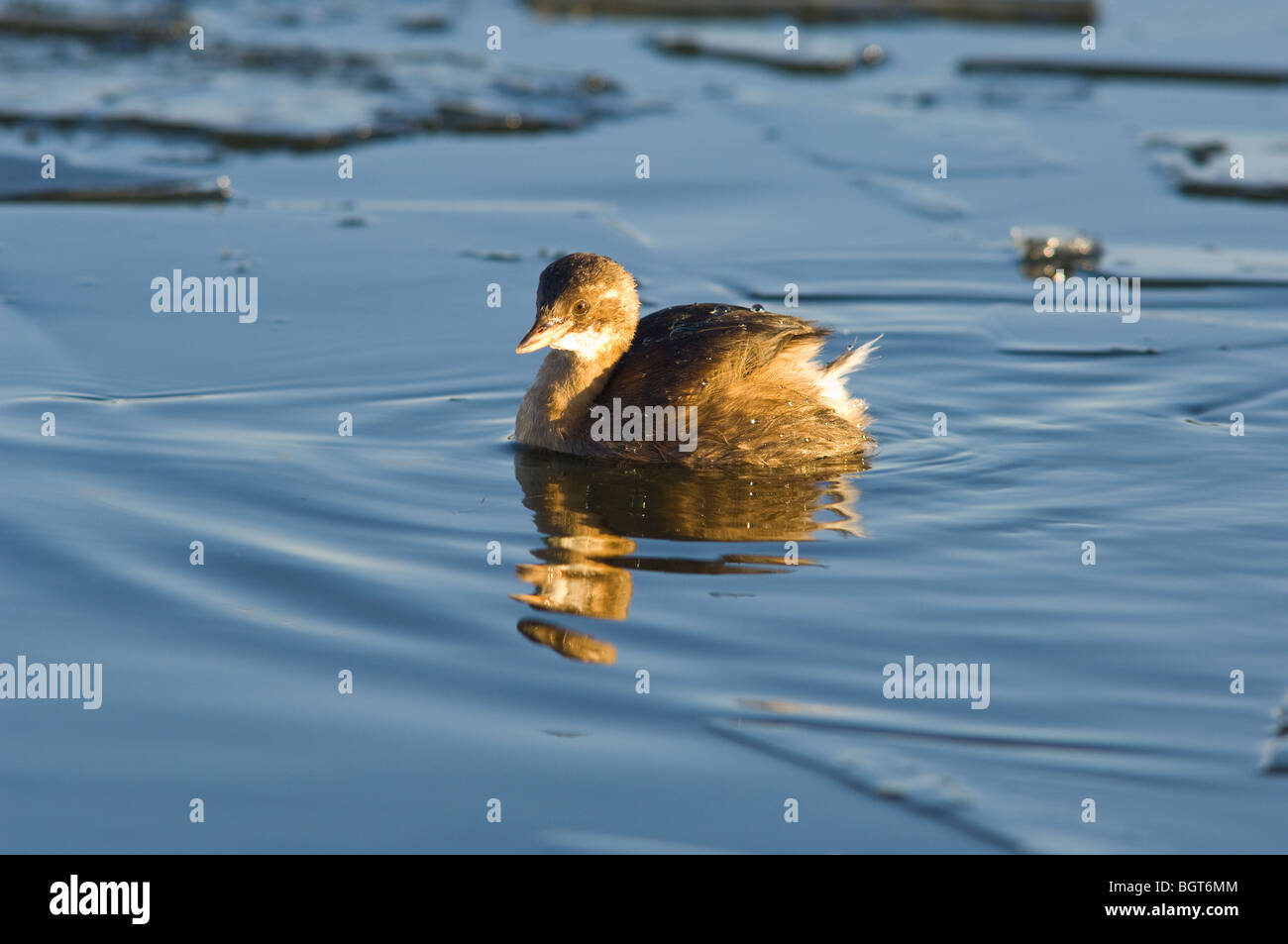 Little Grebe or dabchick swimming on a frozen lake fishing for food, fish etc Stock Photo Alamy