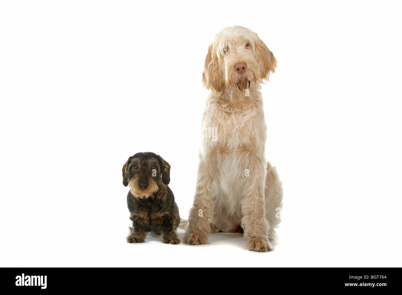A wire-haired Dachshund and a Spinone Italino dog lying together. White background Stock Photo