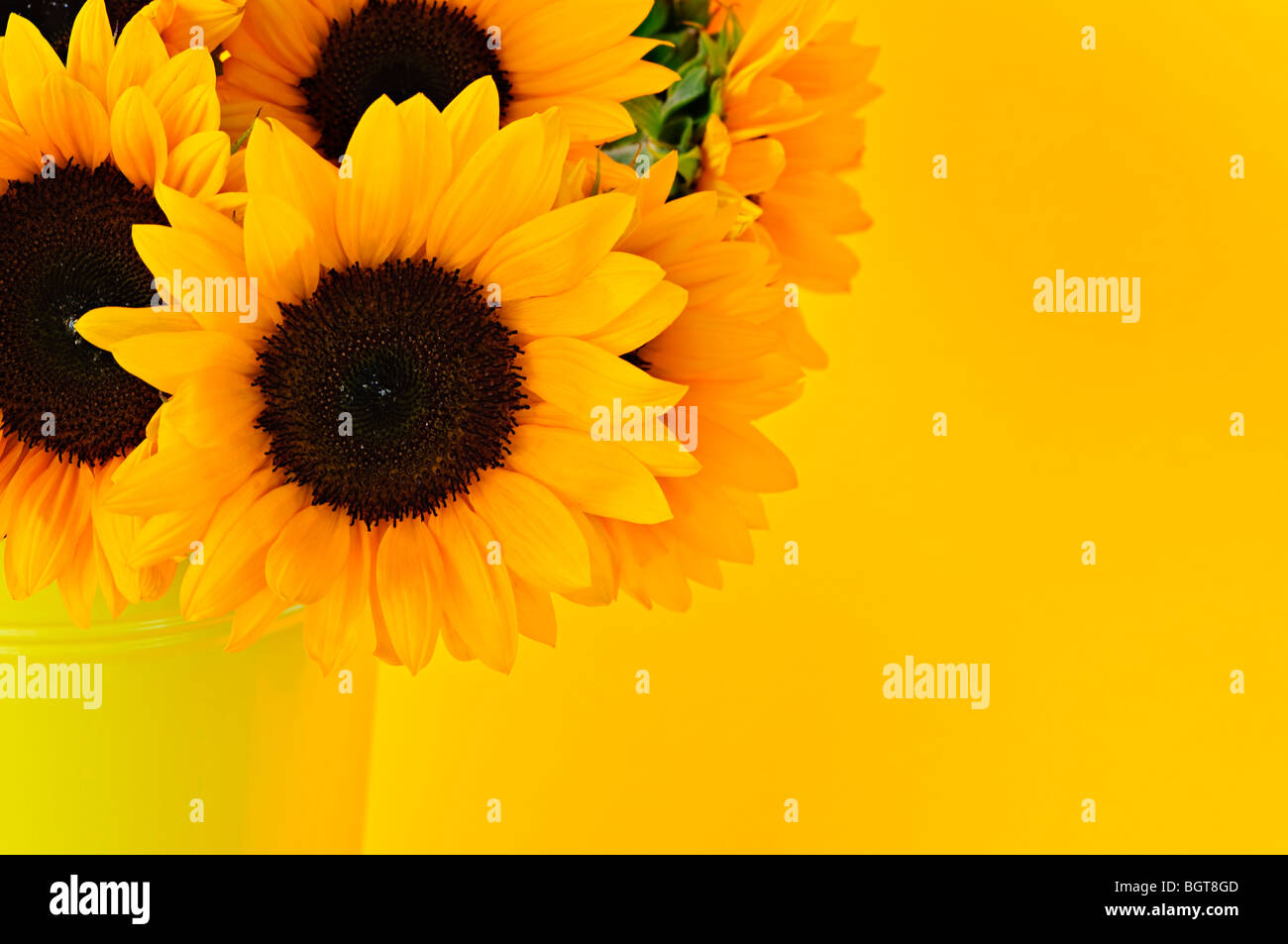 Still life with sunflowers hi-res stock photography and images - Alamy