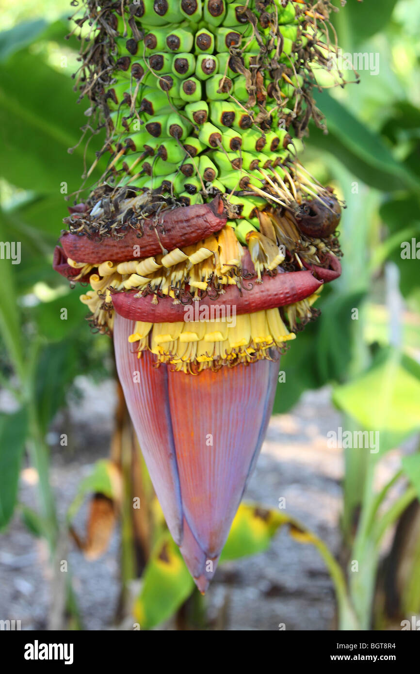 Banana flower bananas beginning bud hires stock photography and images Alamy
