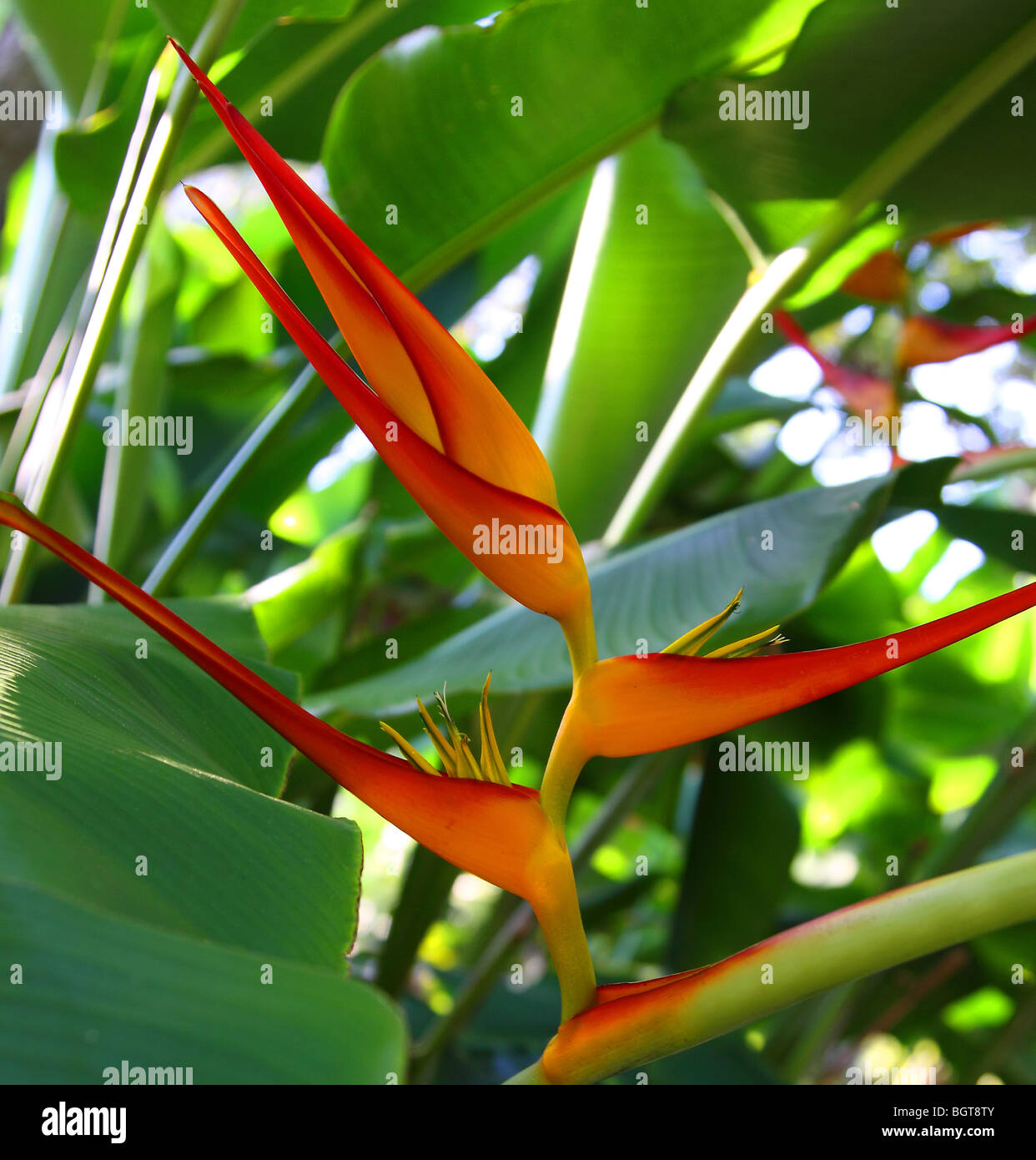 Tropical Heliconia Stock Photo