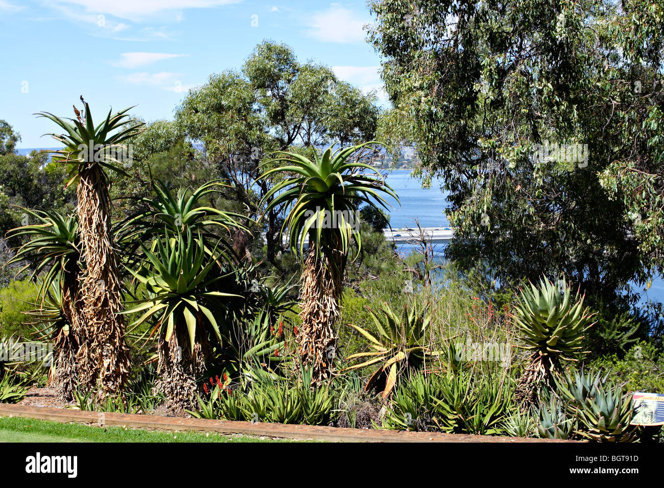 Plants at Western Australian Botanic Garden, Kings Park, in Perth, Western Australia. Stock Photo