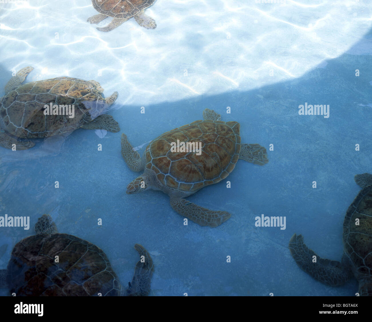 Green Turtles, Bermuda Aquarium, Museum and Zoo, Flatt's Village, Smith