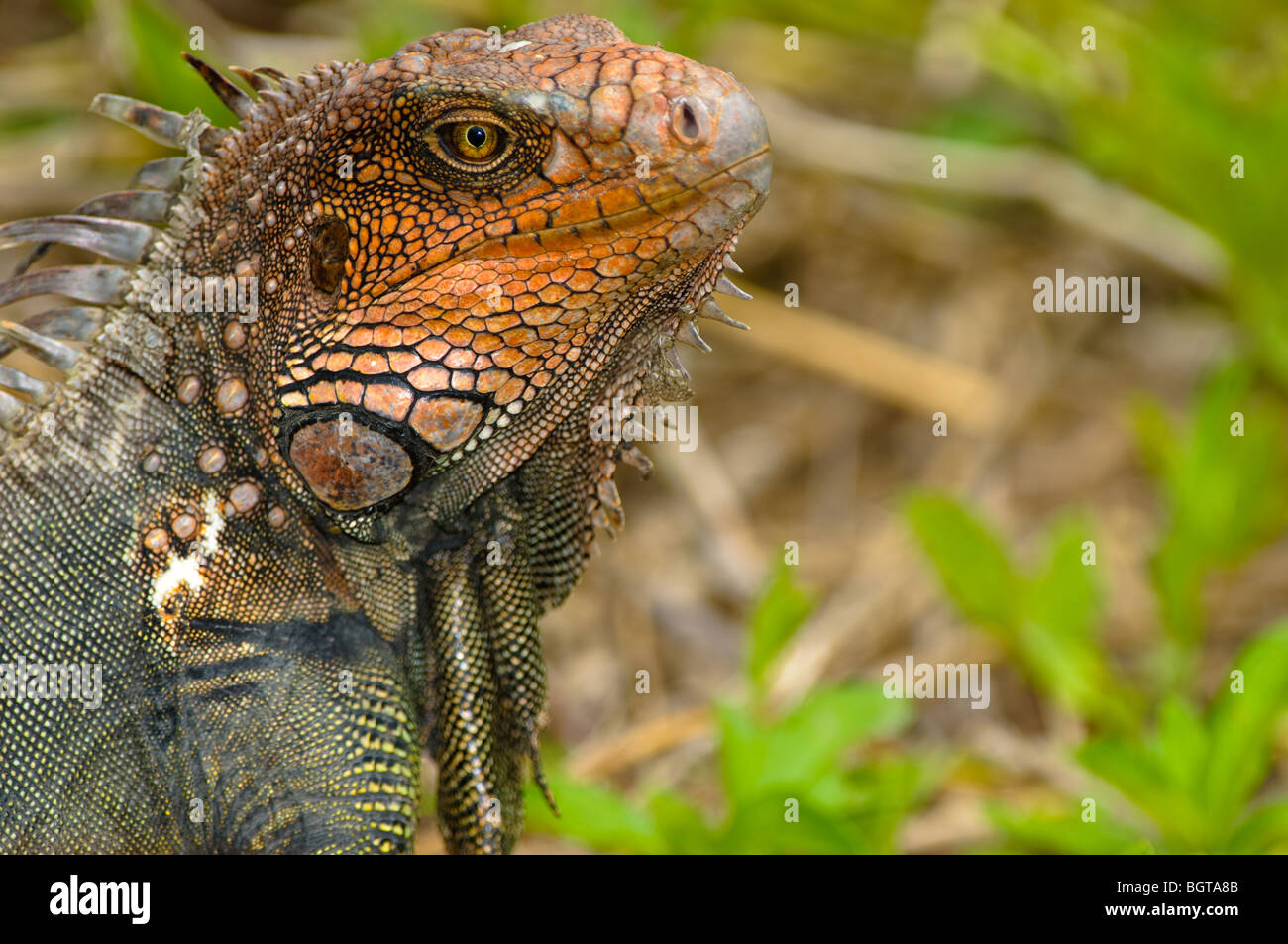 A green iguana's (Iguana iguana) color can vary based on their location ...