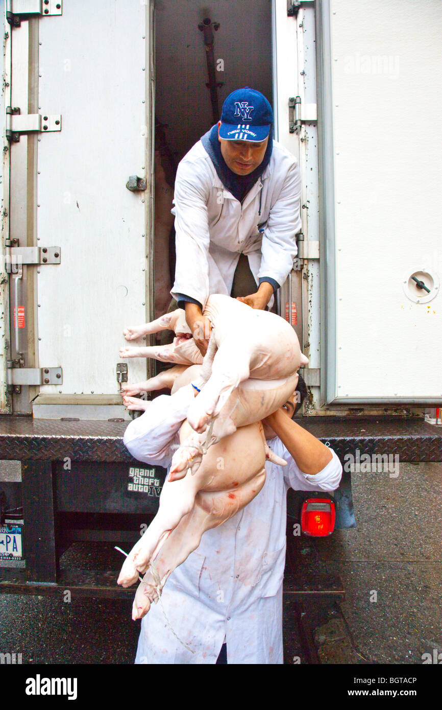 Truck delivering pigs to restaurants in Manhattan, New York City Stock Photo