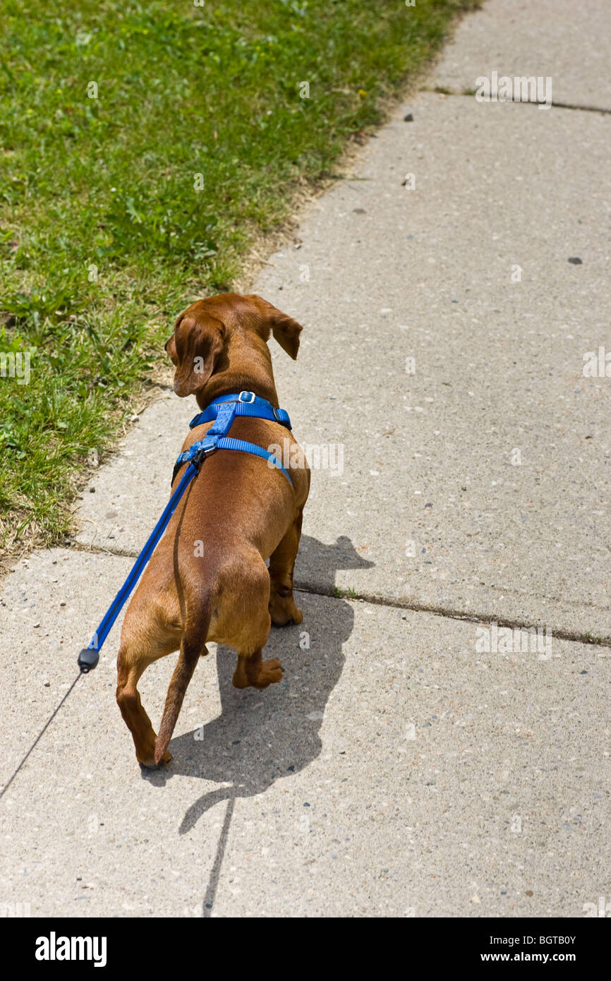 dachshund leash
