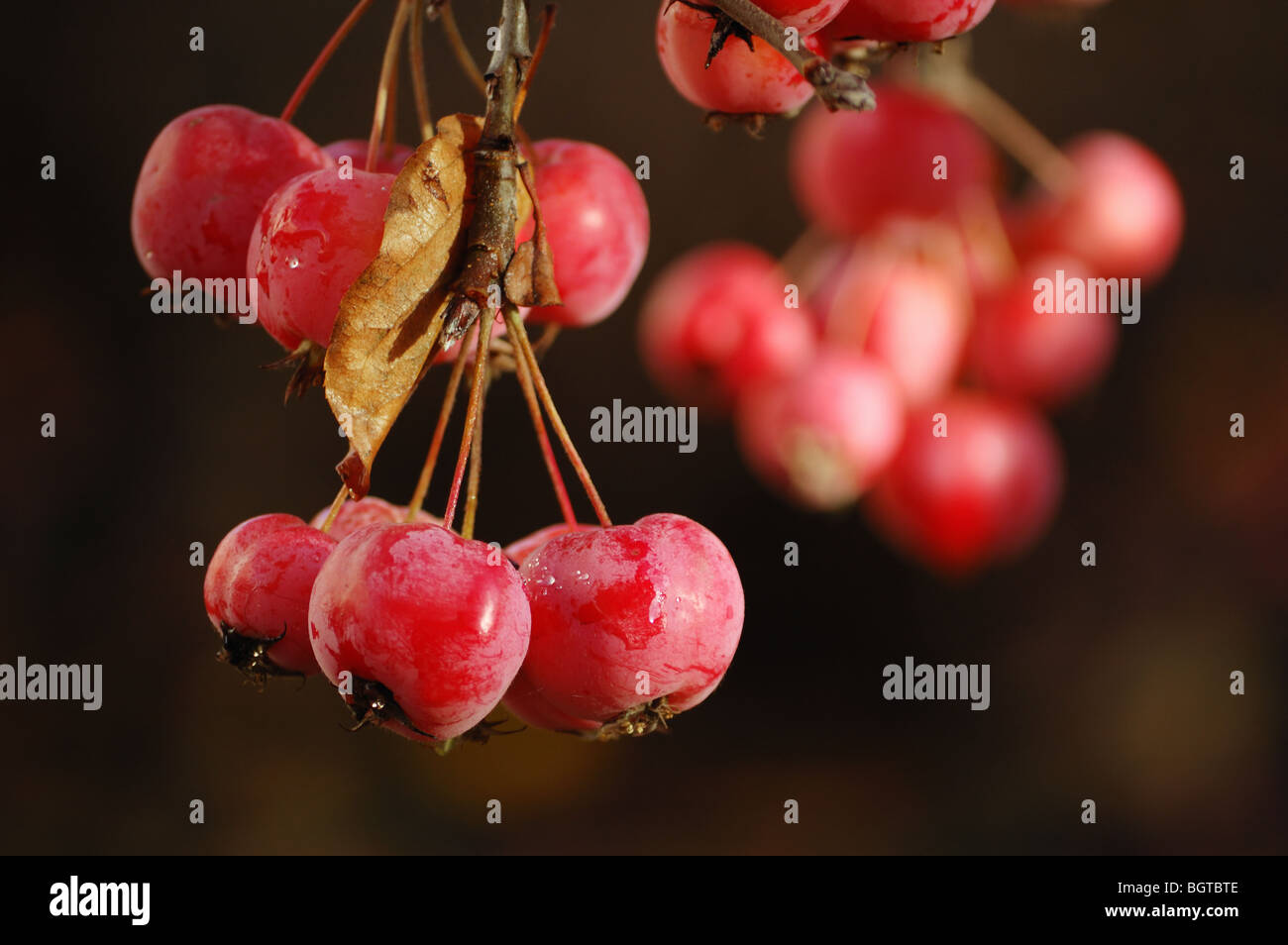 A bunch of ripe red crab apples close-up Stock Photo