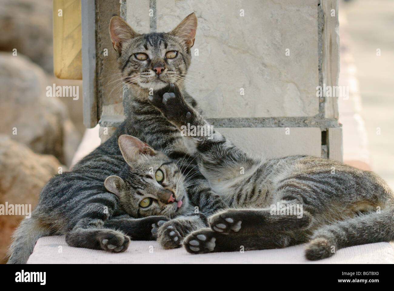 The gray two kittens in the sun, Limassol, Cyprus Stock Photo