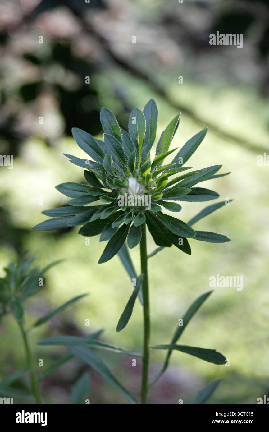 A strange green flower Stock Photo
