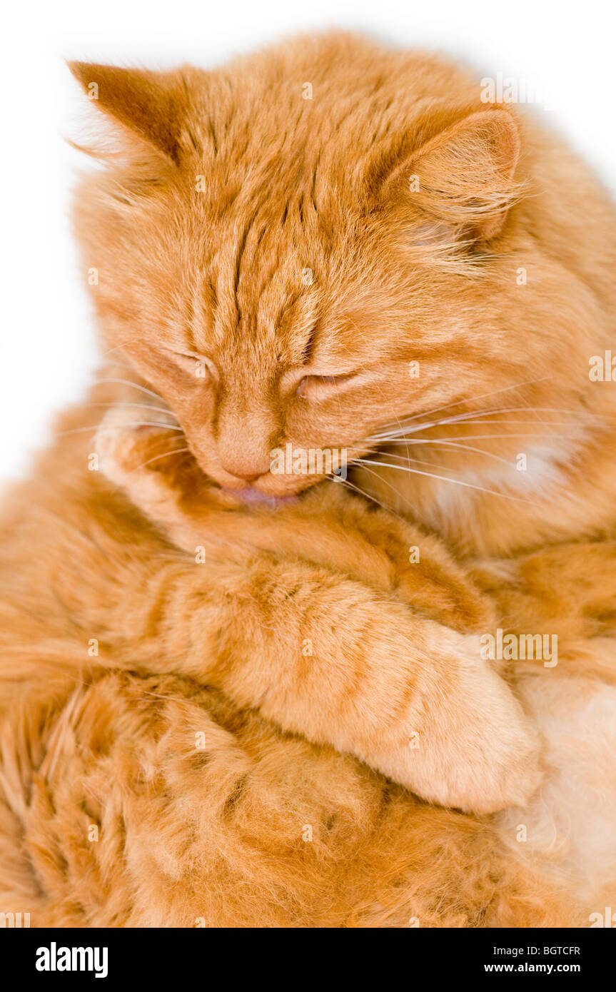 Cat washing his paws Stock Photo Alamy