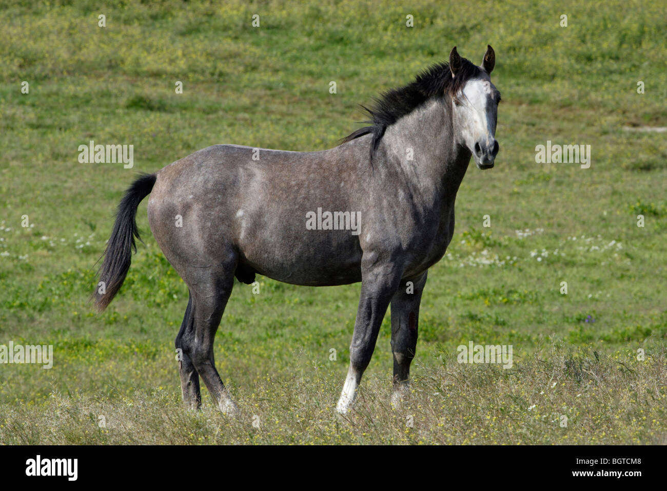 Arabic Horse, stallion, Portugal Stock Photo