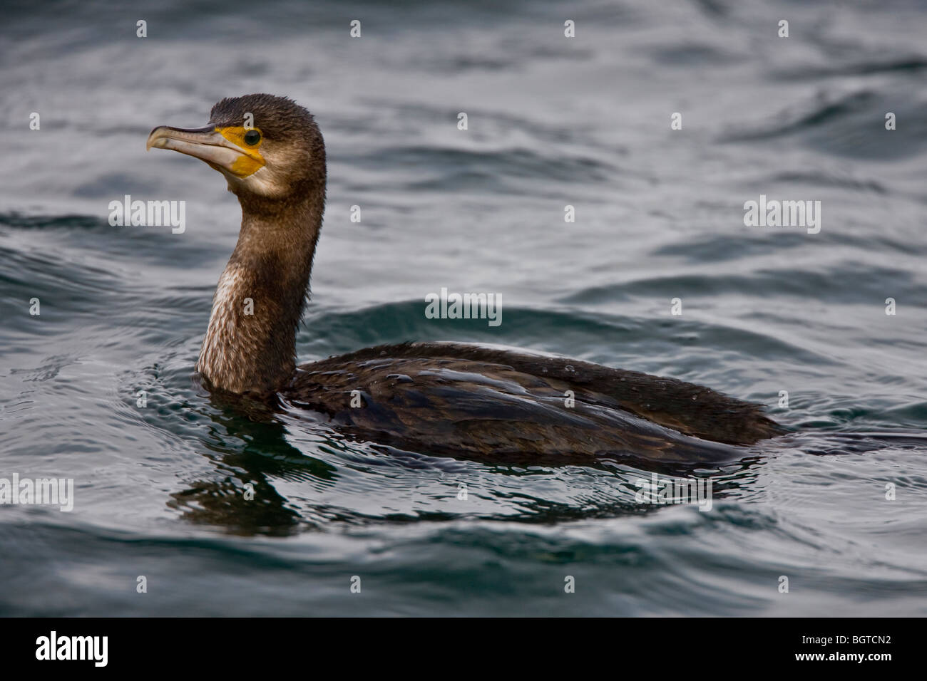 Swimming Great Black Cormorant Stock Photo