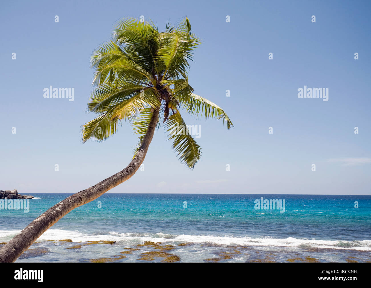 Coconut palm tree (Cocos nucifera) growing alongside reef, Seychelles Stock Photo