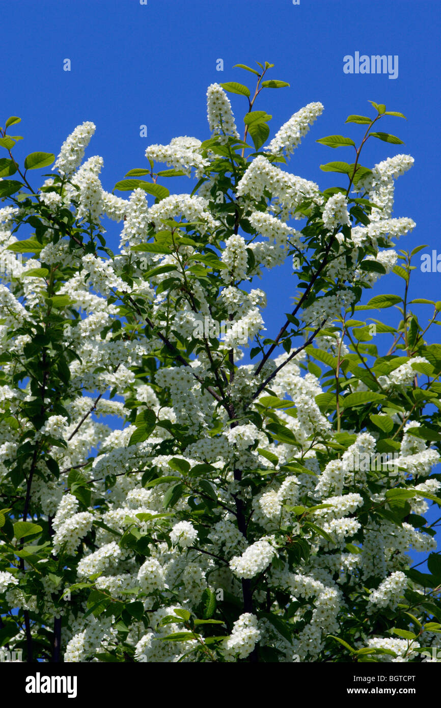 spa aromatherapy with bird cherry blossom essential oil brush