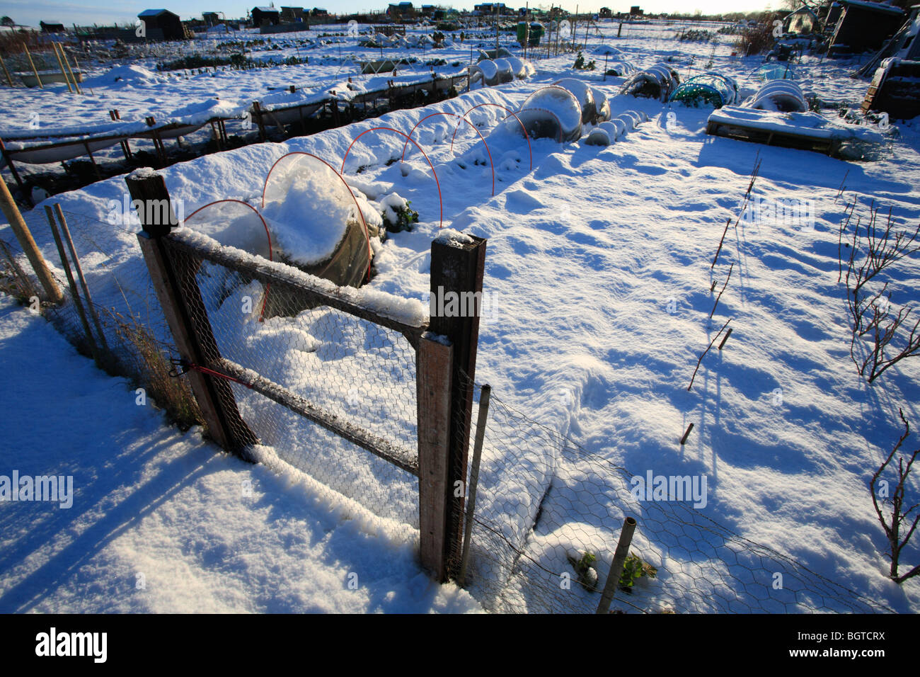 Allotments in winter covered with snow at Heacham, Norfolk. Stock Photo