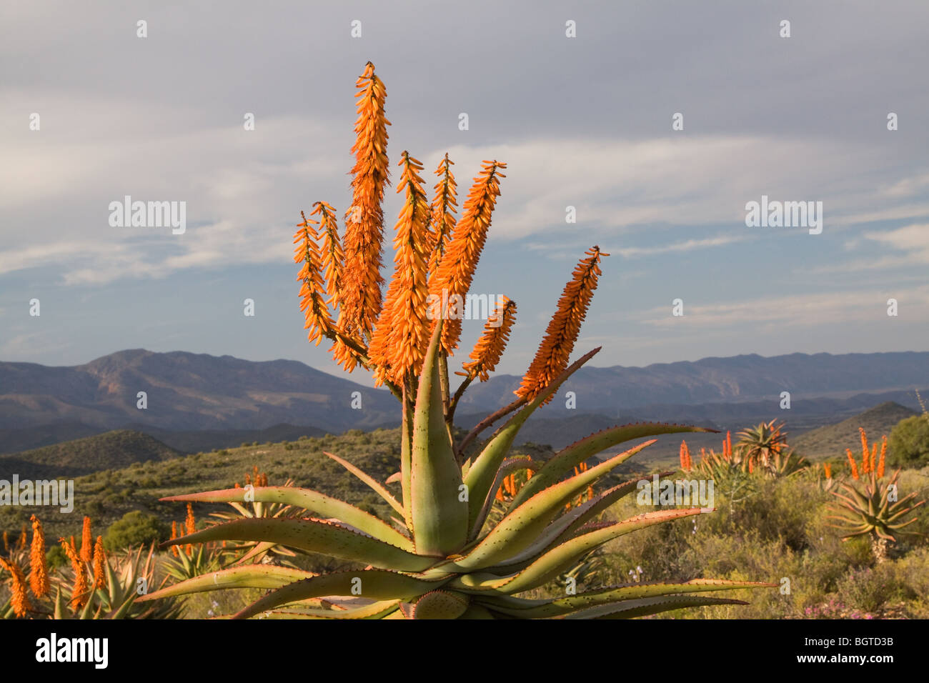 Flowering Aloes, Breederivier Valley, Western Cape , South Africa Stock Photo
