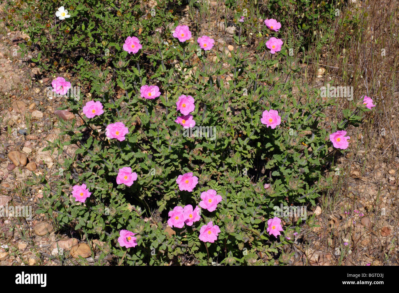 rockrose-cistus-crispus-hi-res-stock-photography-and-images-alamy