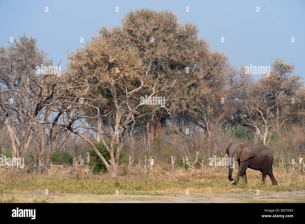 Elephants grazing on the banks of the Kwai River, Kwai, Botswana Stock Photo