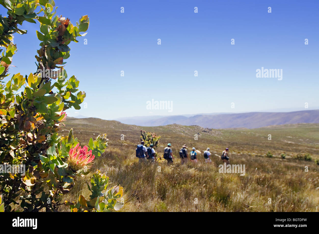 Hikers and protea on Donkey Trail near Wyenek in Swartberg Mountains, Karoo, Western Cape , South Africa Stock Photo