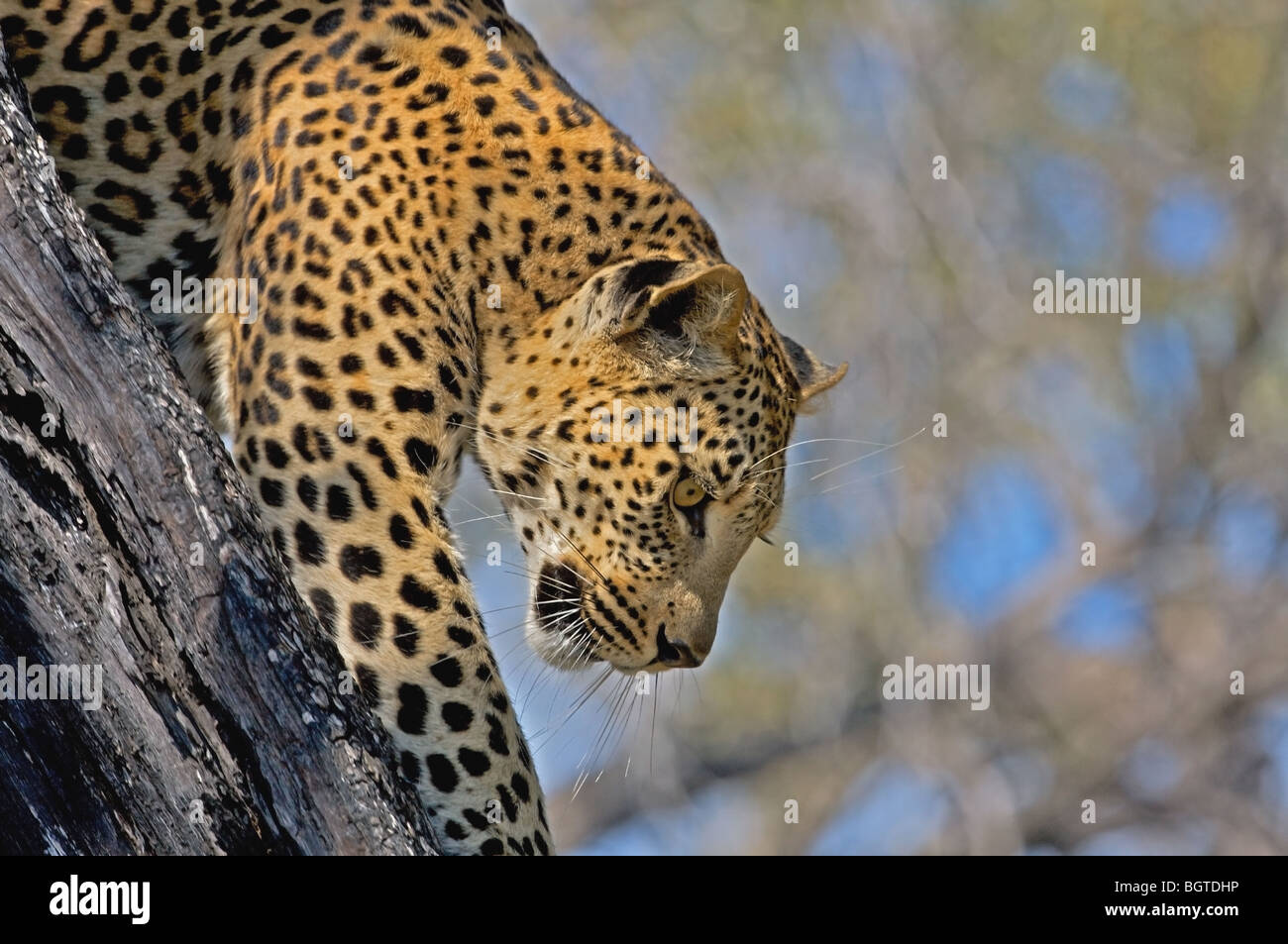 Leopard in tree looking down hi-res stock photography and images - Alamy