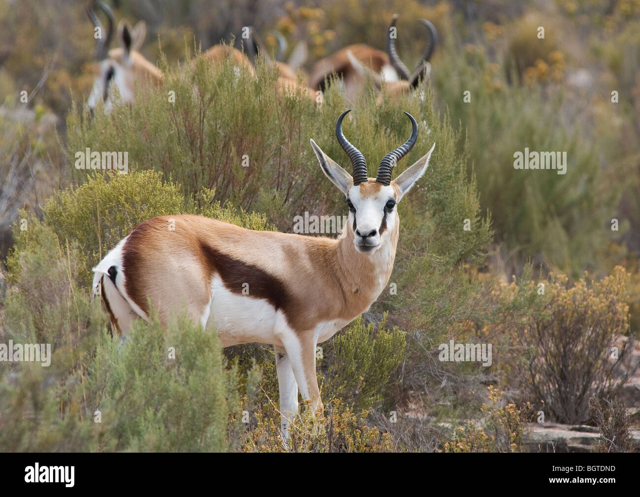 Springbok (Antidorcas marsupialis), Aquila Game Park, South Africa Stock Photo