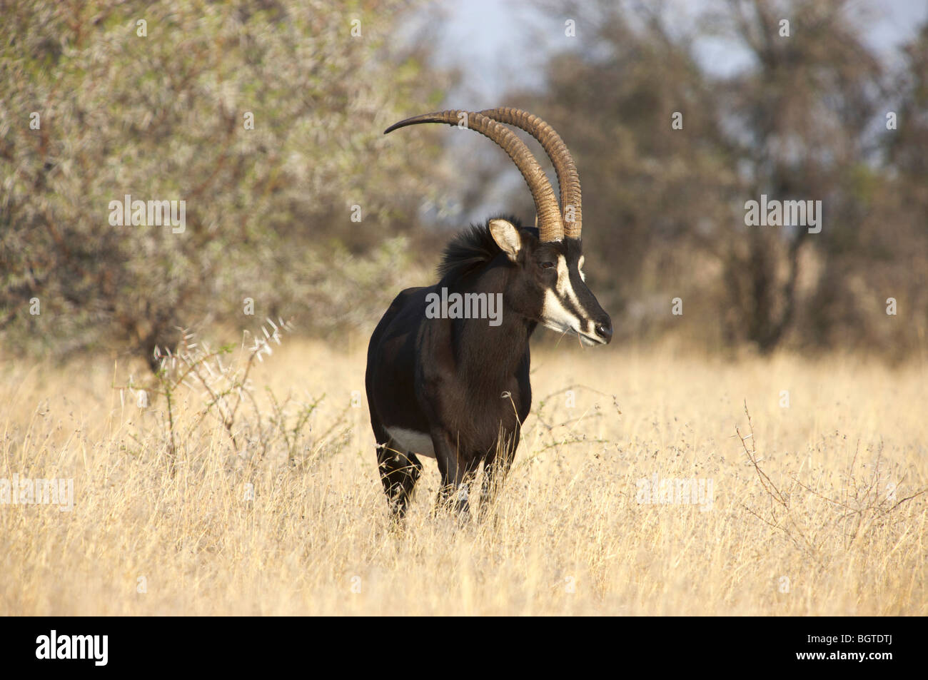 Male Sable antelope (Hippotragus niger), Willem Pretorius Game reserve, Orange Free State , South Africa Stock Photo