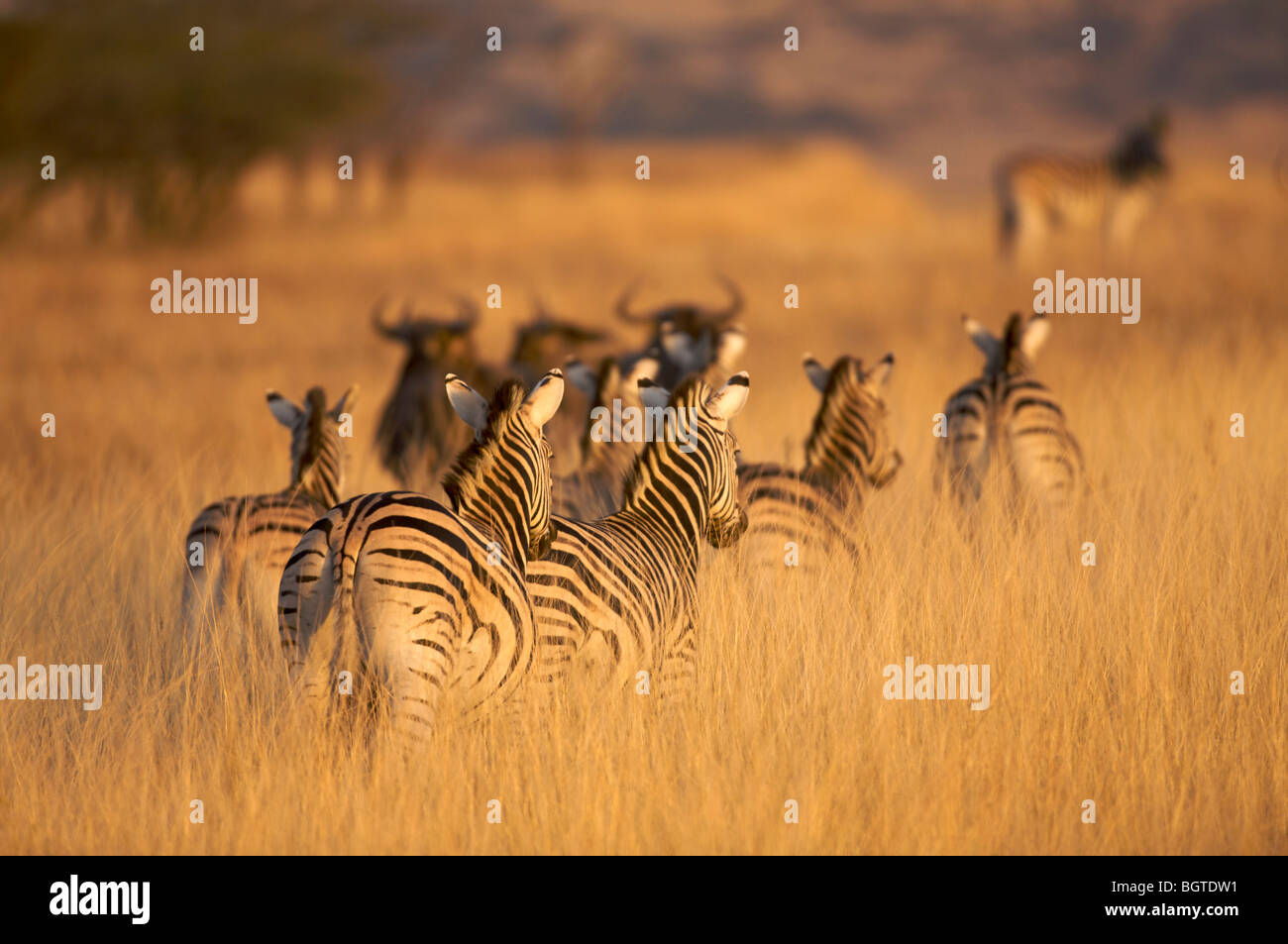 Rear view of Plains Zebra (Equus quagga), Tala Game reserve, KwaZulu-Natal , South Africa Stock Photo