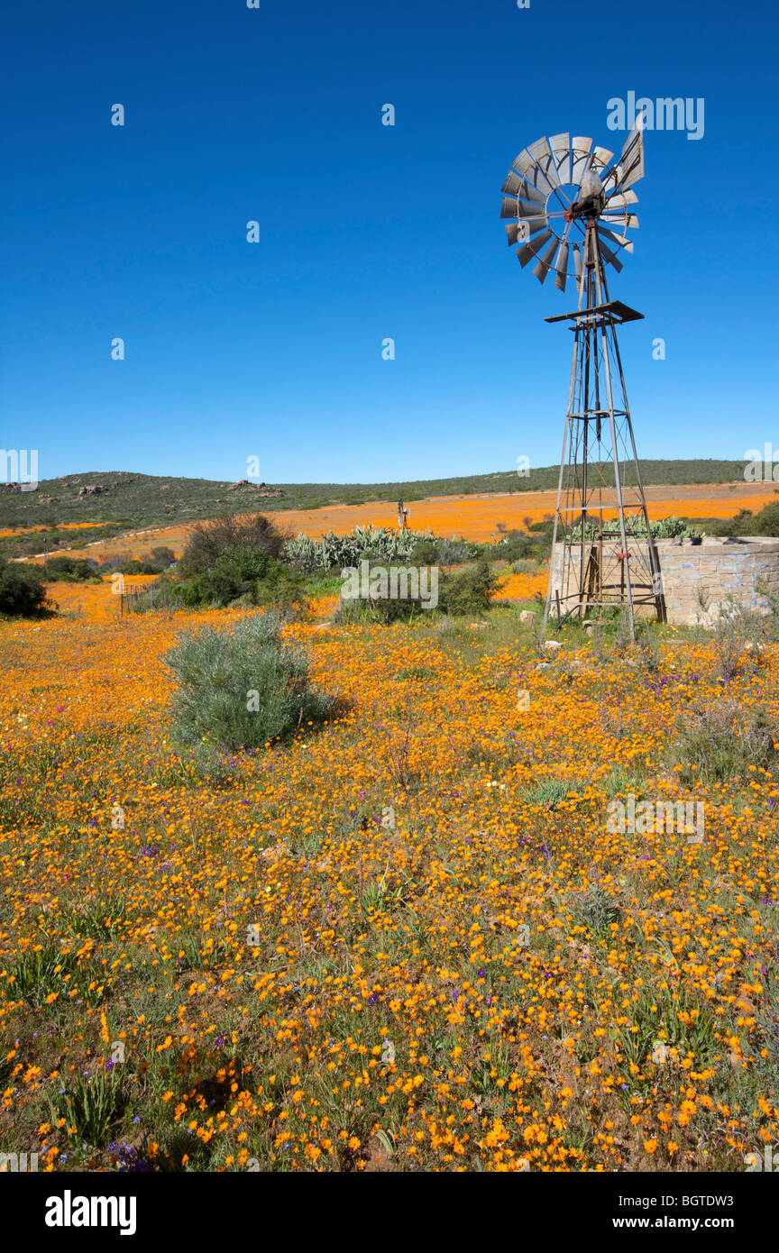 Distant view of windmill and reservoir in field of daisies, Namaqua National Park, Northern Cape , South Africa Stock Photo