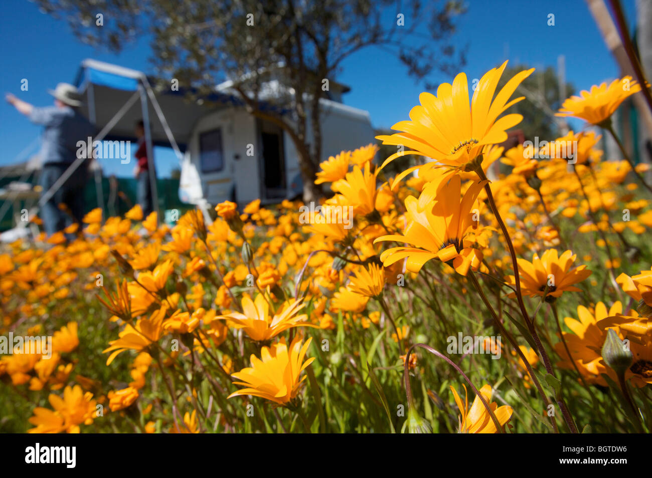 Close-up of Namaqualand daisies with campers in the background, Namaqualand, Northern Cape , South Africa Stock Photo