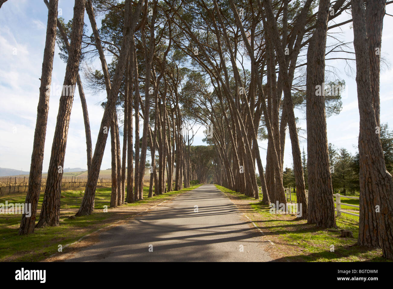 Avenue of Pine trees on roadside, Western Cape , South Africa Stock Photo