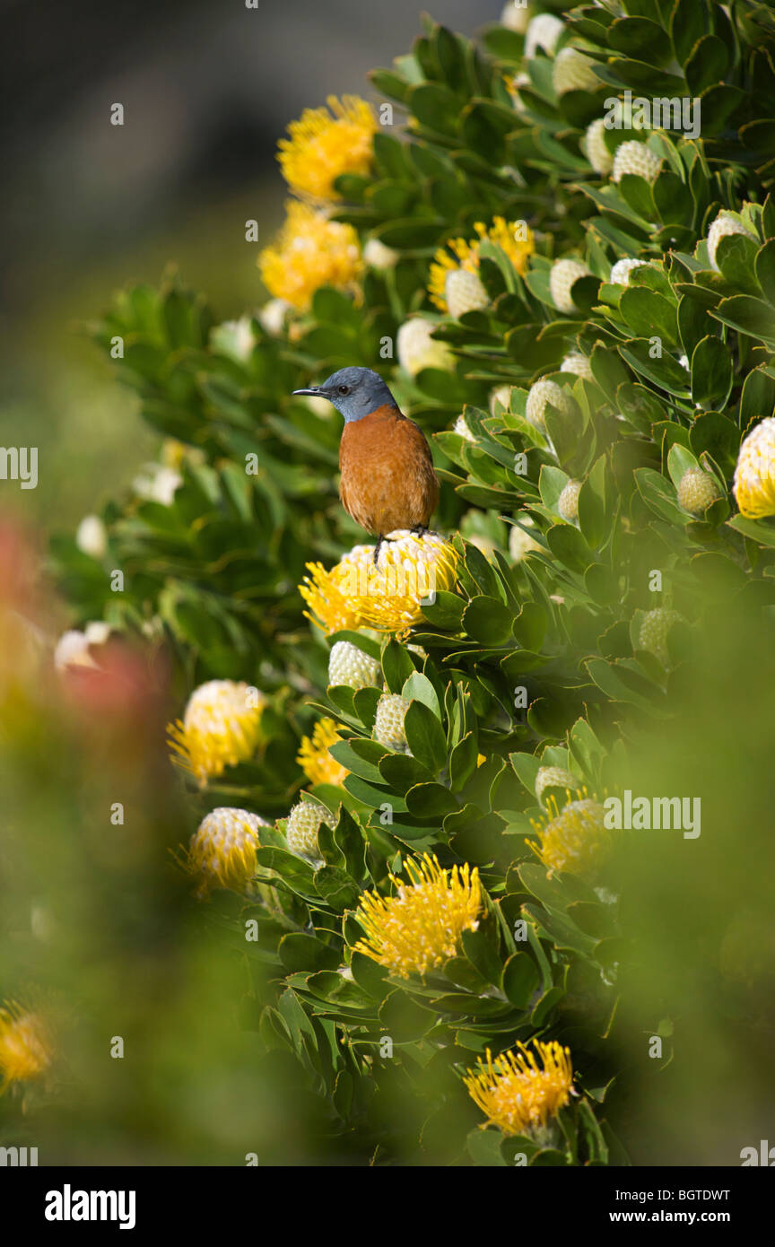 Thrush, (Monticola rupestris) perching on proteas, Betty's Bay, Western Cape , South Africa Stock Photo