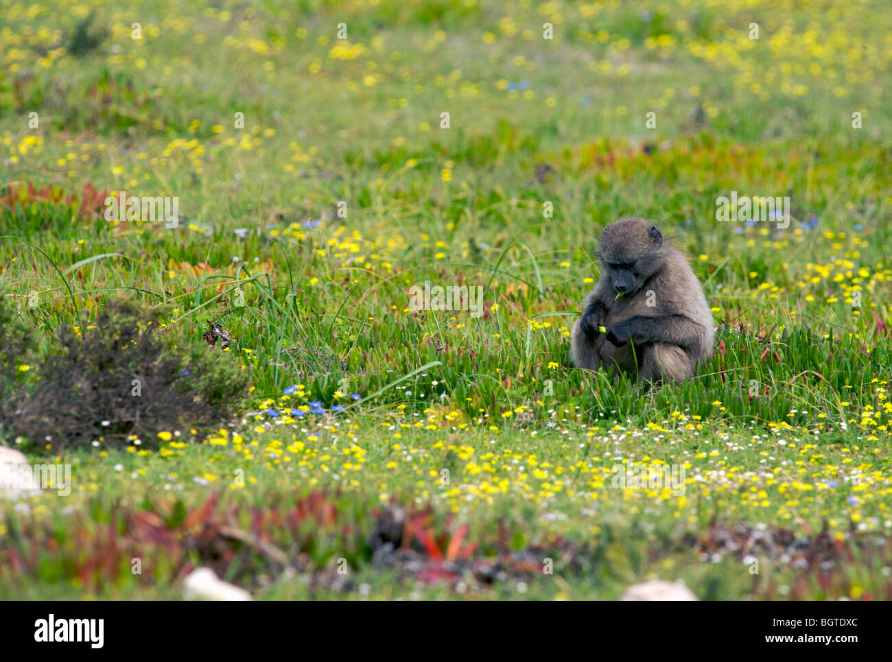 Distant view of Chacma Baboon  (Papio hamadryas) foraging among wildflowers, De Hoop Nature Reserve, Western Cape , South Africa Stock Photo