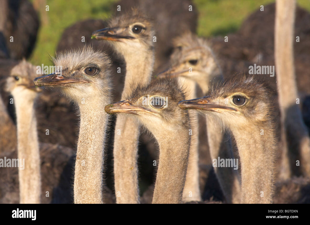 Close -Up of inquisitive Common Ostriches (Struthio camelus), Overberg Region, Western Cape , South Africa Stock Photo