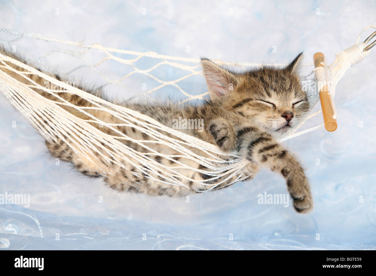 Domestic cat. Tabby kitten sleeping in a hammock Stock Photo Alamy