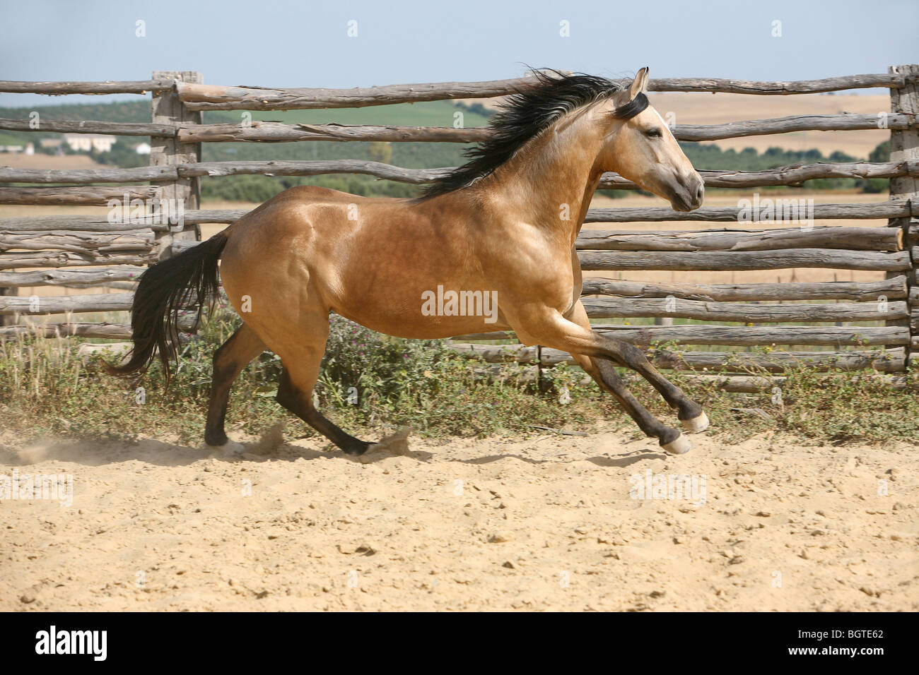 Quarter Horse galloping in a paddock Stock Photo Alamy