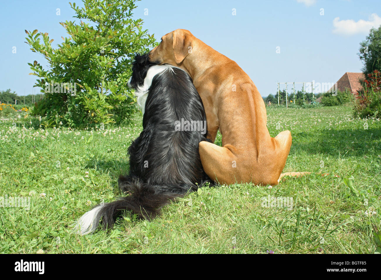 Rhodesian Ridgeback. Adult dog sitting next to Border Collie on a