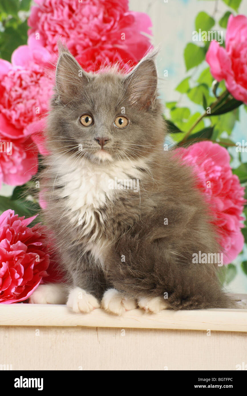 Maine Coon cat - kitten - sitting Stock Photo - Alamy