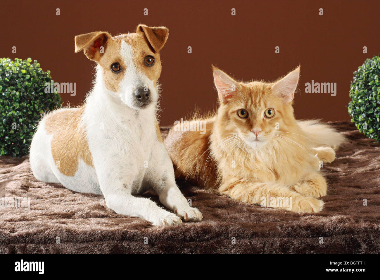 animal friendship Jack Russell Terrier dog and Maine Coon cat Stock