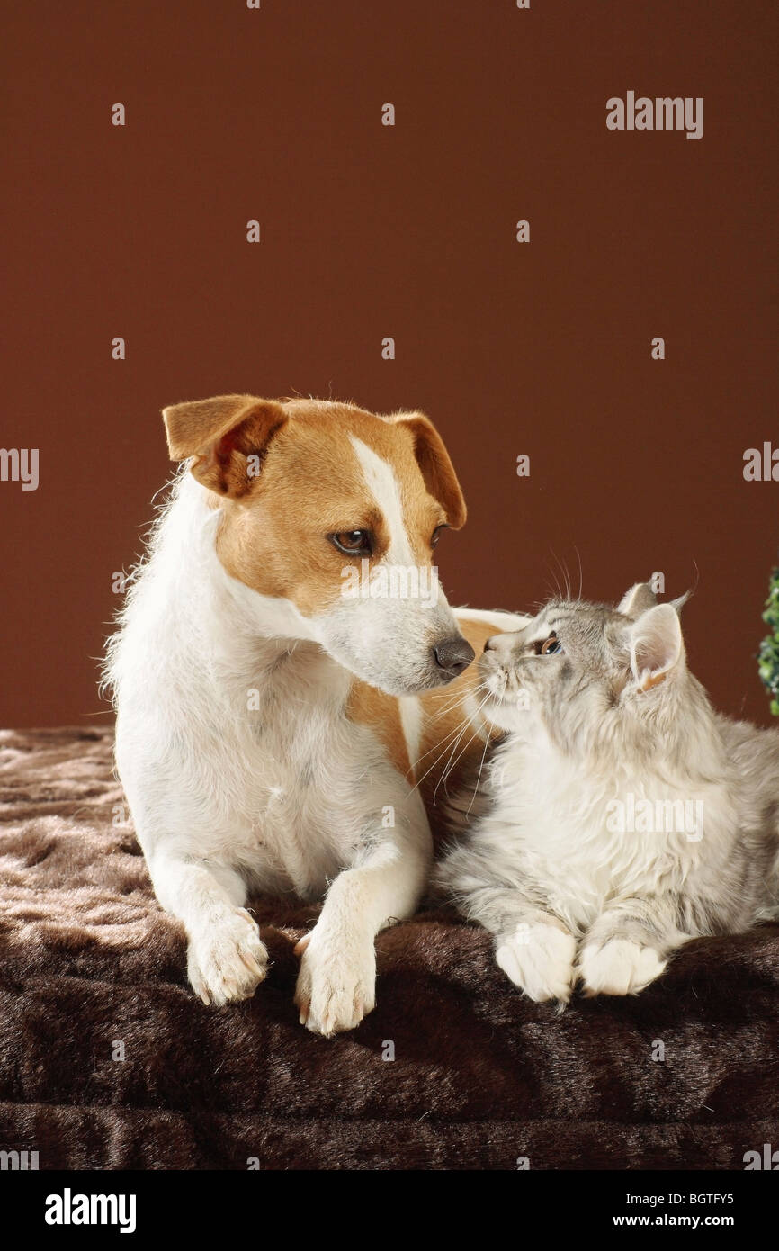 Do Jack Russell Get Along With Cats