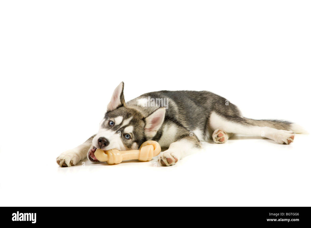 Husky puppy chewing everything deals