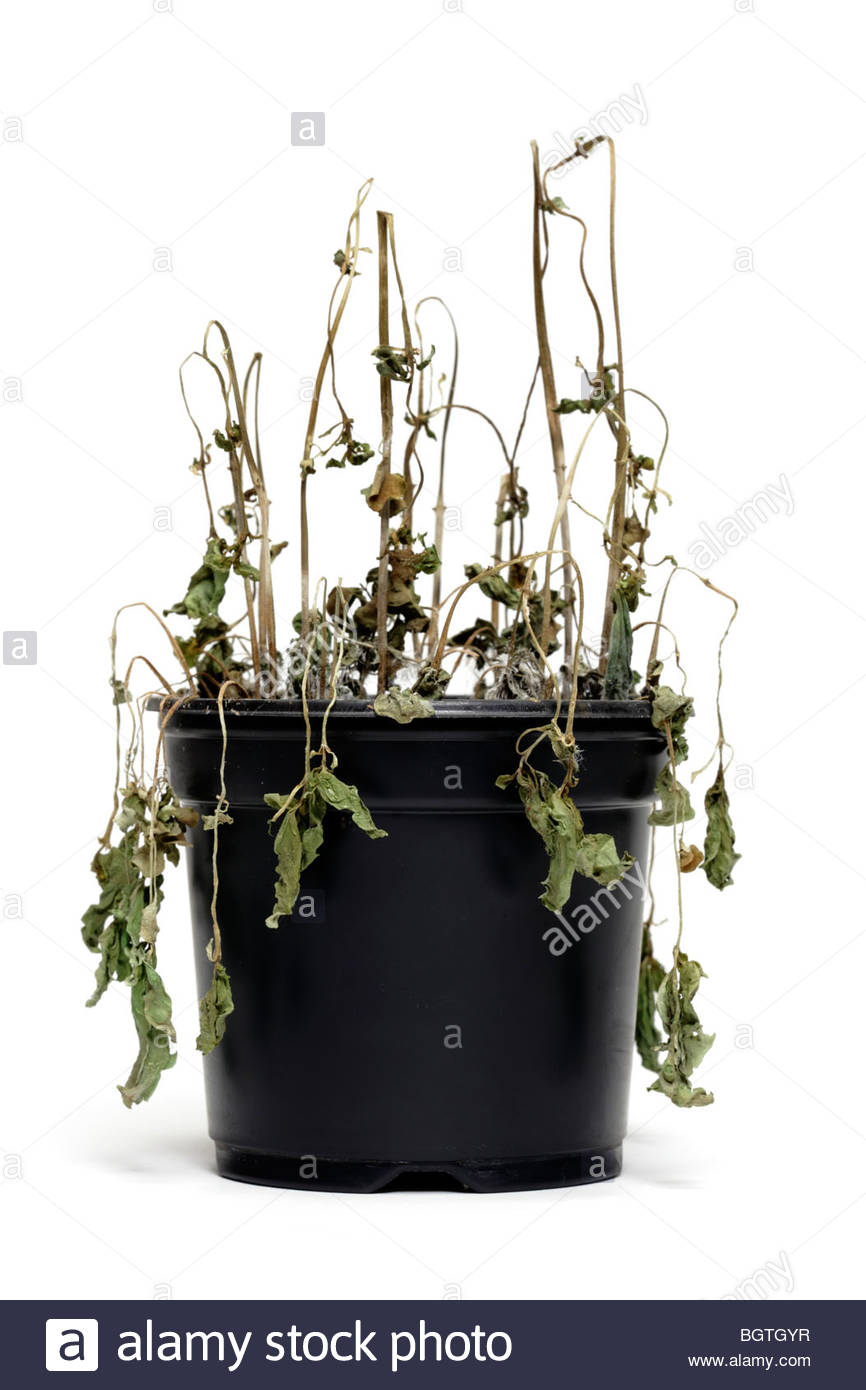 dying potted plant Stock Photo 27585035 Alamy