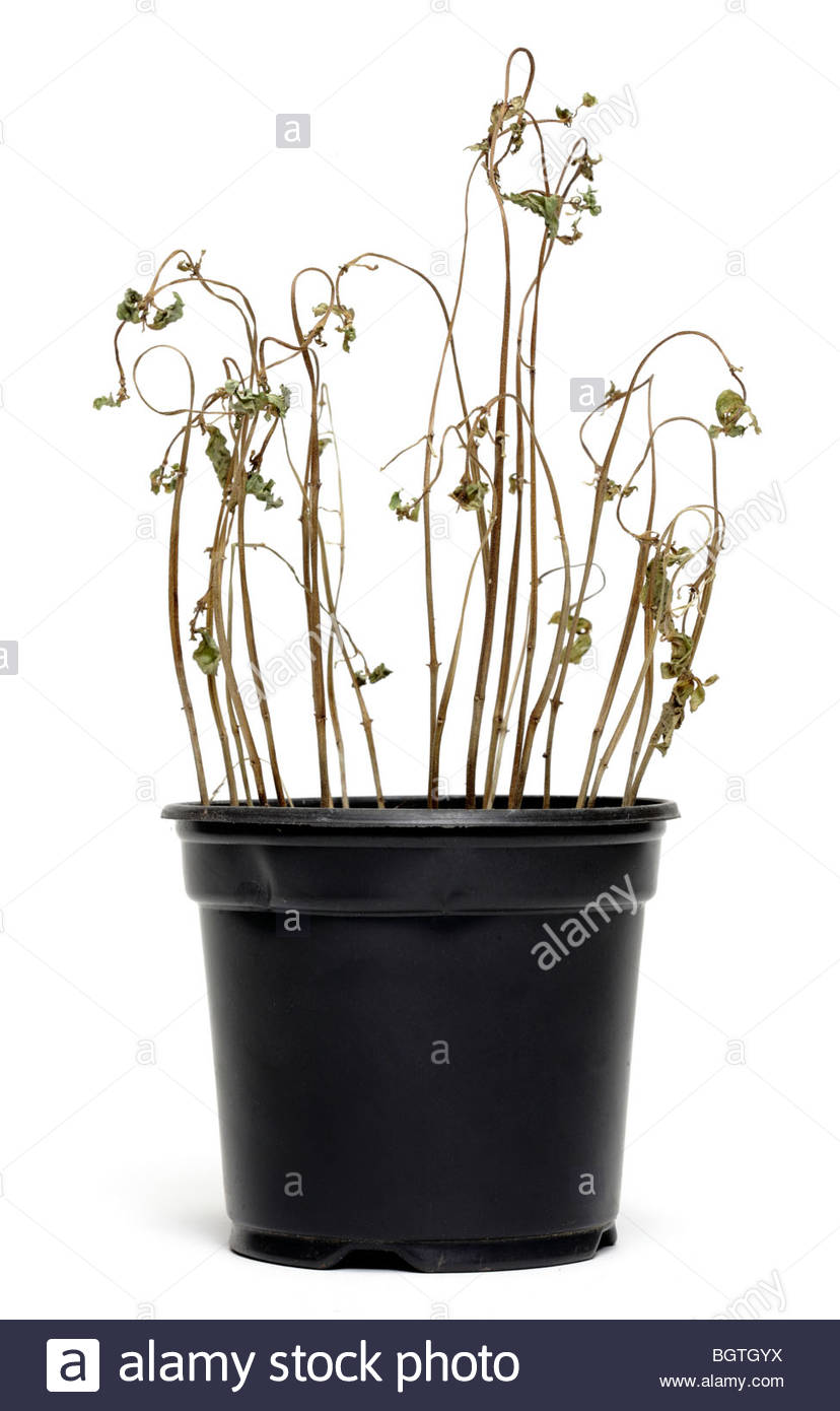 Dying Pot Plant Stock Photos & Dying Pot Plant Stock Images Alamy