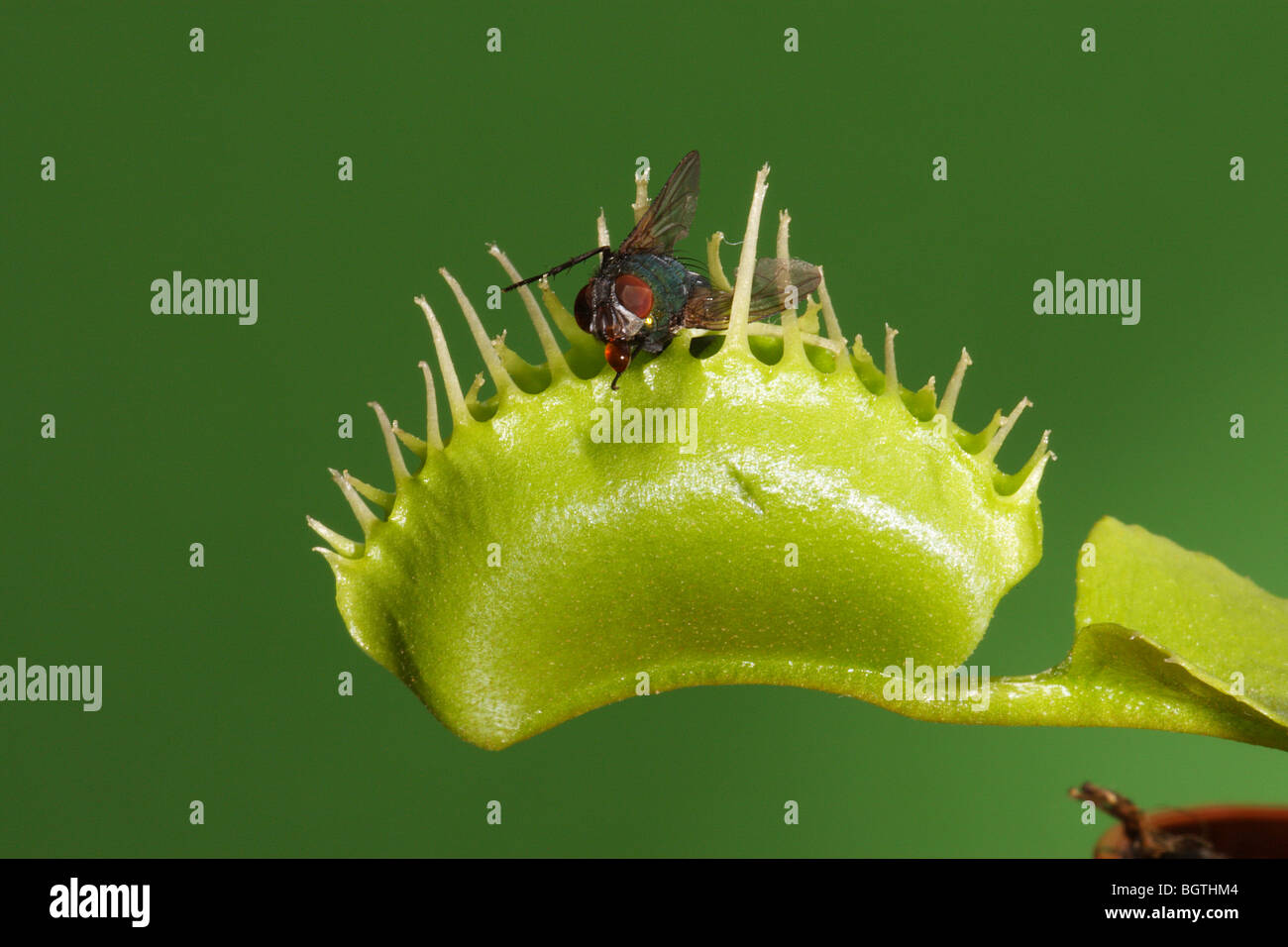 Venus Flytrap with fly Stock Photo
