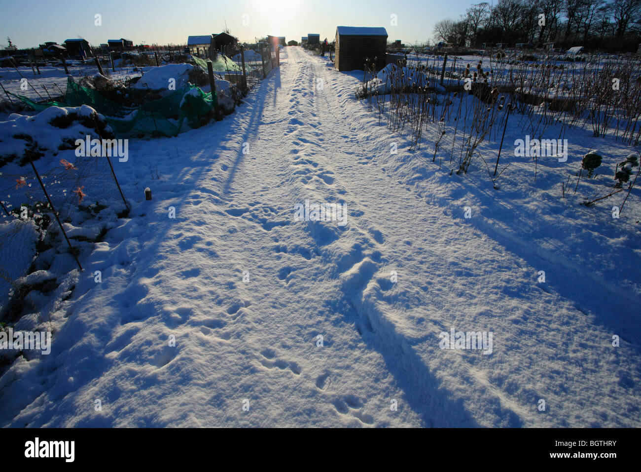 Allotments in winter covered with snow at Heacham, Norfolk. Stock Photo