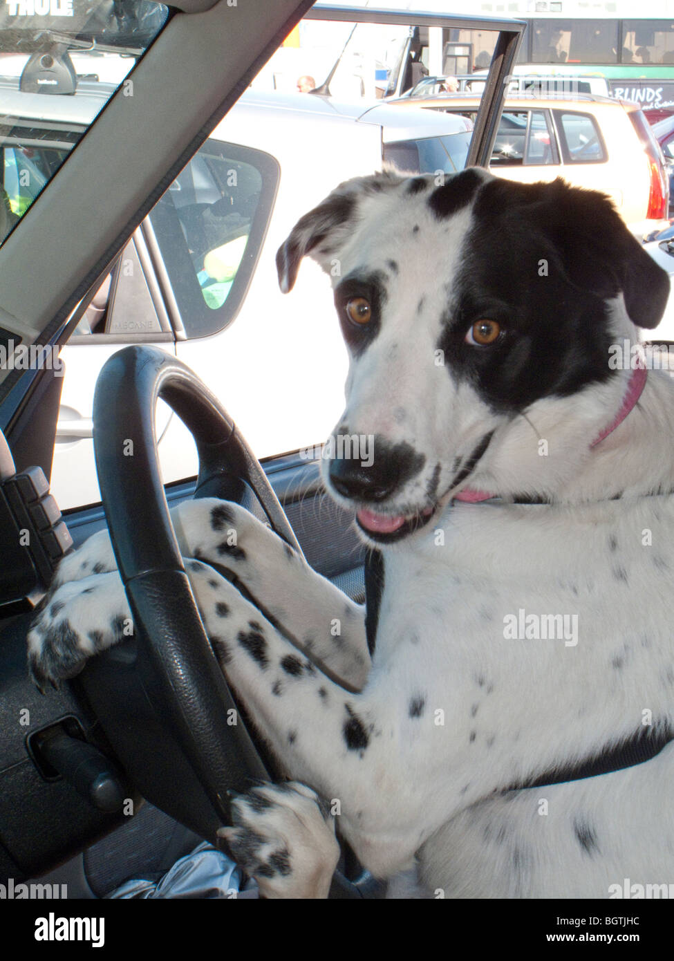 dog driver drive driving car seat steering Stock Photo