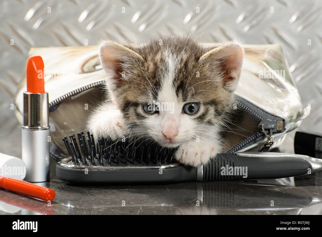 kitten hair brush