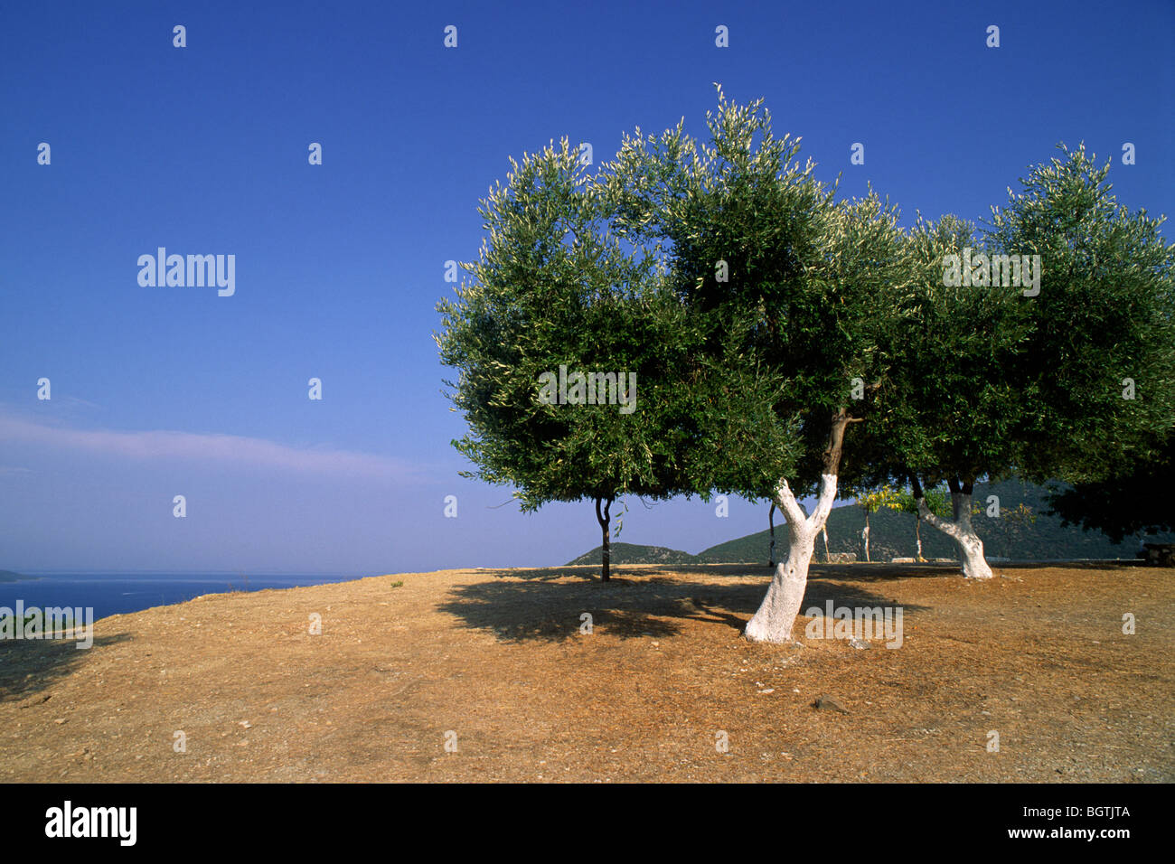 greece, ionian islands, kefalonia, olive tree Stock Photo